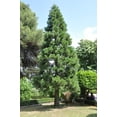 thumbnail image 6 of Giant Sequoia | Small Tree Seedling | The Jonsteen Company, 6 of 8