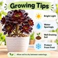 thumbnail image 6 of Succulent Plant Bare Root,Low Maintenance-Decoration, Ideal for Beds Borders, Plant Pots & Planters`, 6 of 6