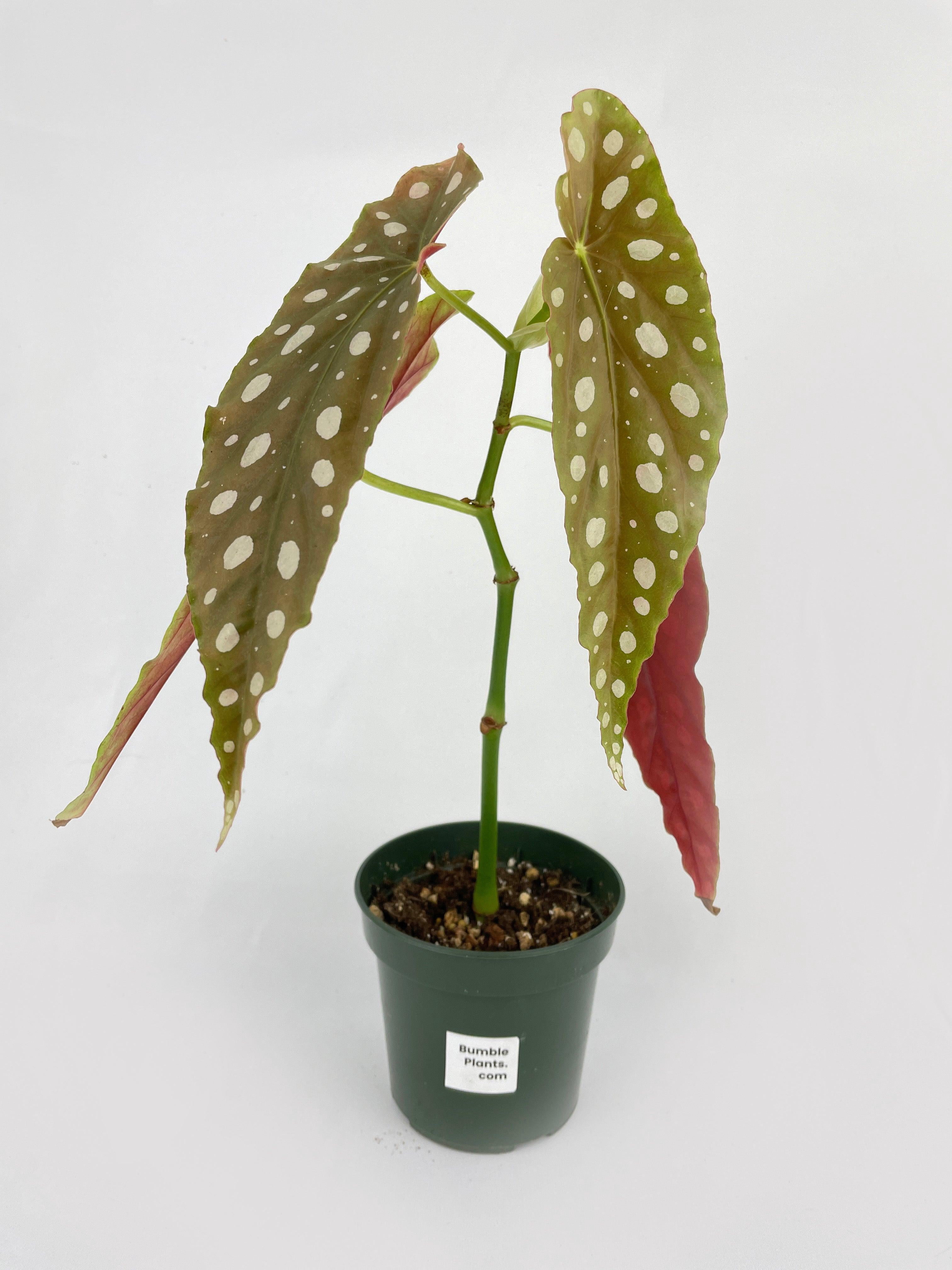 Bumble Plants Begonia Maculata - Full Live Colorful Houseplant in Nursery Pot, Easy Care, Indoor Plant for Beginners