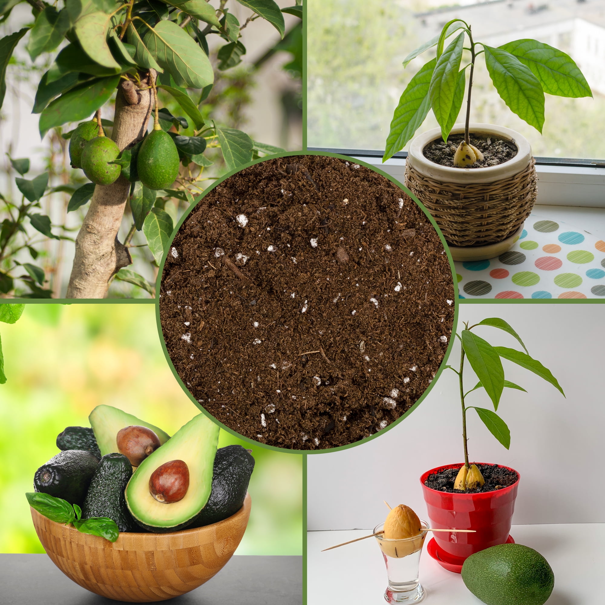 Avocado Tree Potting Soil Mix (12 Quarts), for Germinating, Growing and Repotting Avocado Plants
