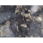 Josh's Frogs Lichen (1 Quart)