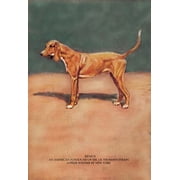 Remus Fine art canvas print 20 x 30