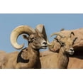 thumbnail image 2 of Illg, Cathy and Gordon 24x17 White Modern Wood Framed Museum Art Print Titled - Arizona, Sonoran Desert Desert bighorns, 2 of 4