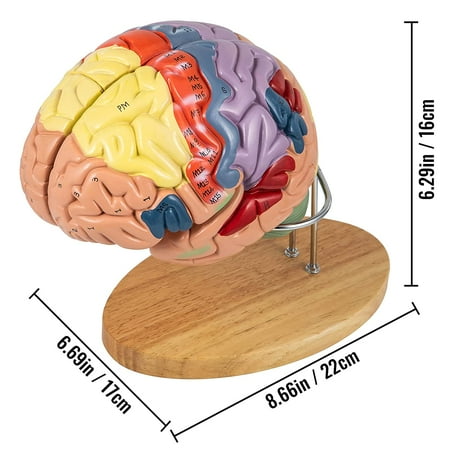 Human Brain Model Anatomy 4-Part Model of Brain w/Labels Display Base Color-Coded Life Size Human Brain Anatomical Model Brain Teaching Human Brain ...