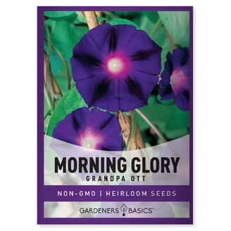 plant seeds near me Fun Seeds Nasturtium Eat Me Plant Seeds from Mr Fothergill's Seeds and Plants main image 1