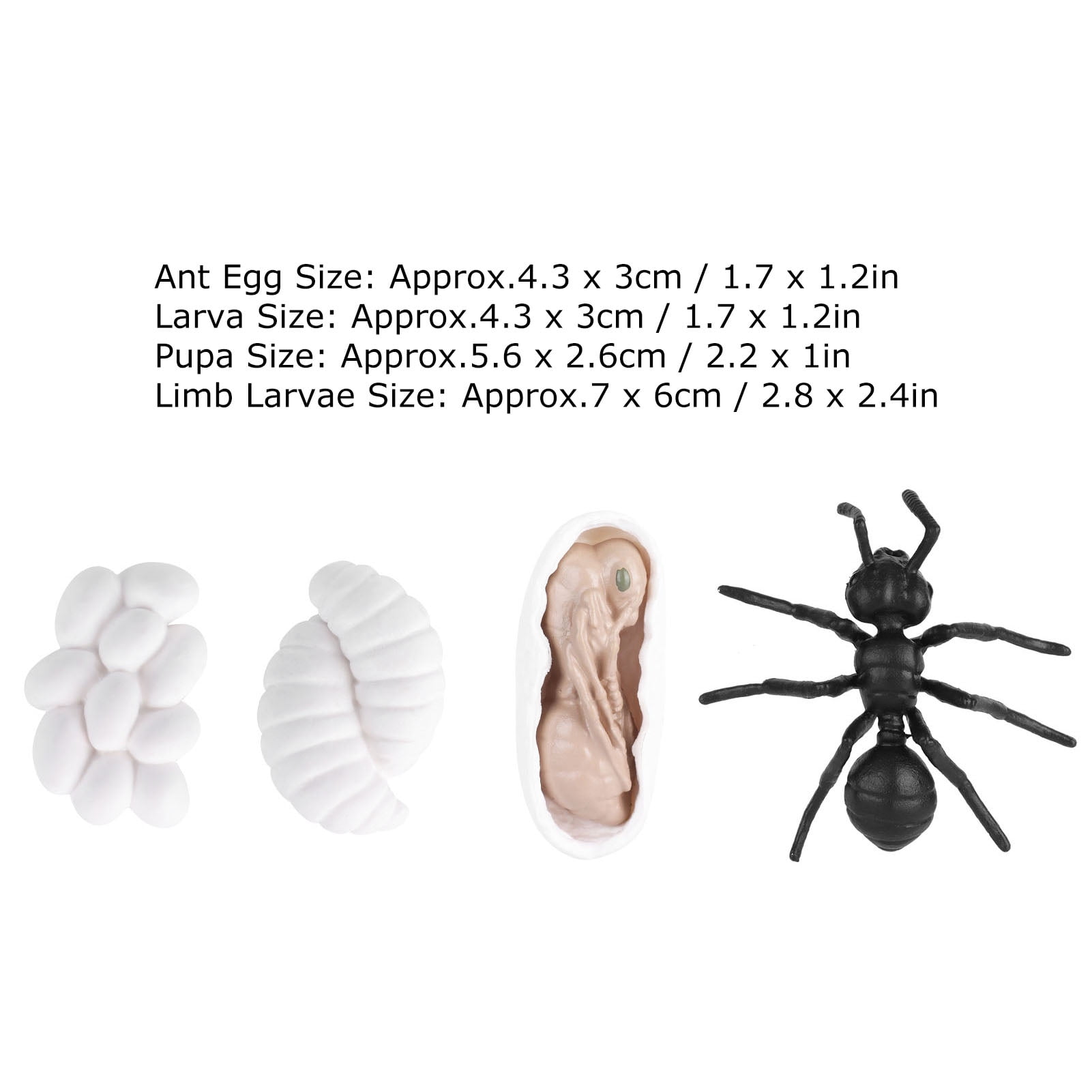 Ciclo De Vida De Los Insectos , Clasificación de los insectos – BPCKP Ciclo De Vida De Los Insectos , Clasificación de los insectos – BPCKP