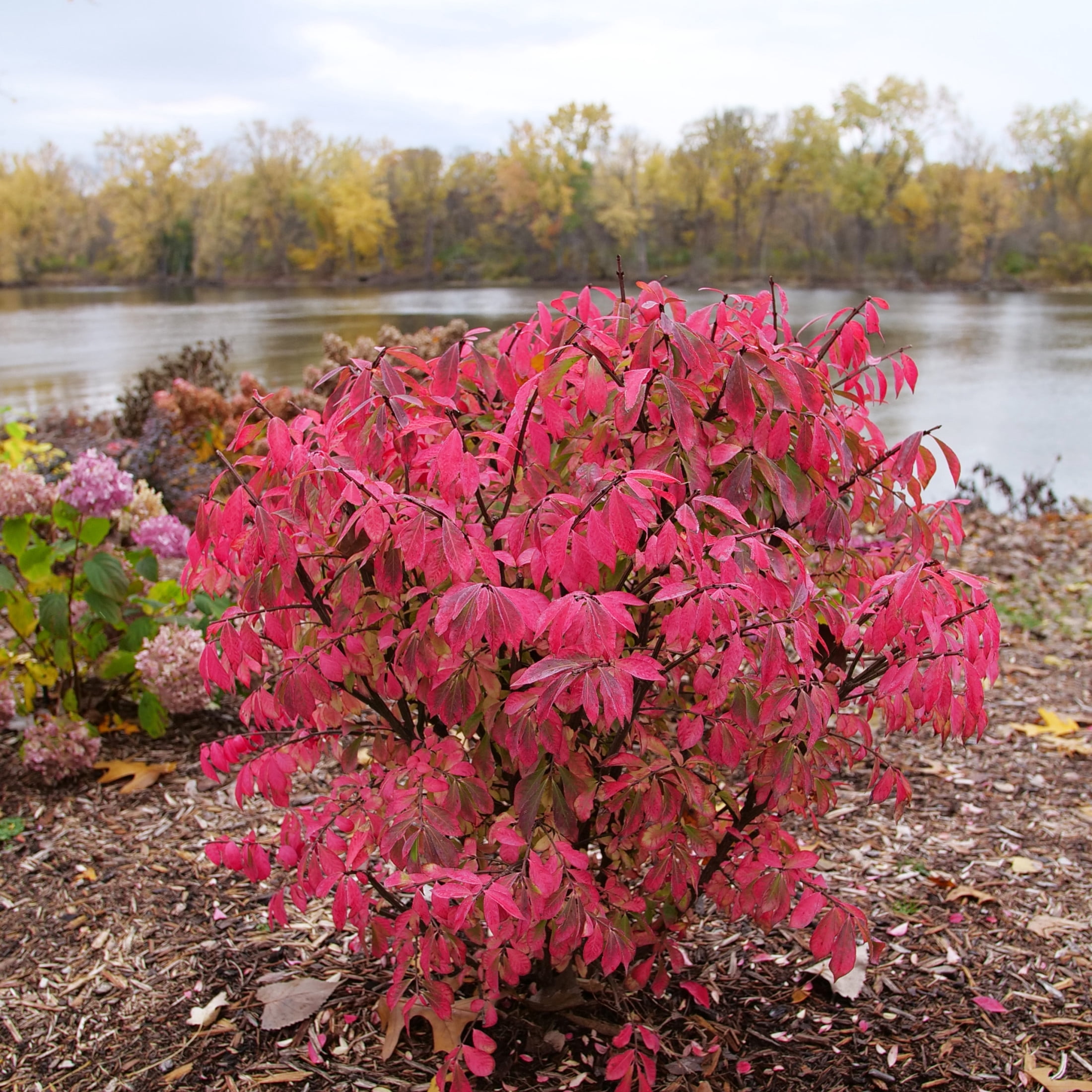 Proven Winners ColorChoice 5" Red Fire Ball Seedless Burning Bush Live Plant in 4.5" Pot (4 Count)