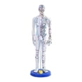 thumbnail image 1 of Milaget Chinese Medical Acupuncture Model Demonstration Learning Aid Height 15.7inch White, 1 of 9