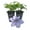 2 Plants, variant on Clematis Blue Angel - Live Starter Plant in a 2 Inch Growers Pot - Starter Plants Ready for The Garden - Rare Clematis for Collectors