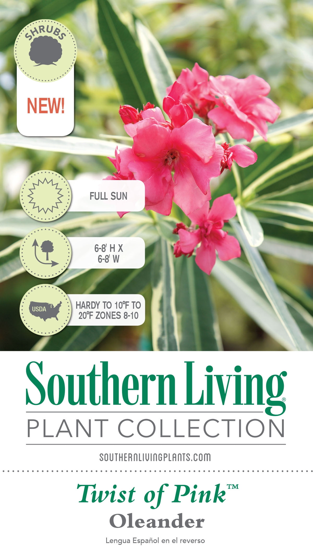Southern Living Twist of Pink Variegated Oleander Live Shrub in 2-Gallon Grower Pot