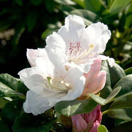 Divine Southgate Rhododendron, Evergreen Flowering Shrub ...