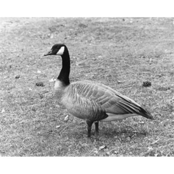 Canada Goose on the Grass Branta Canadensis Poster Print - 18 x 24 in.