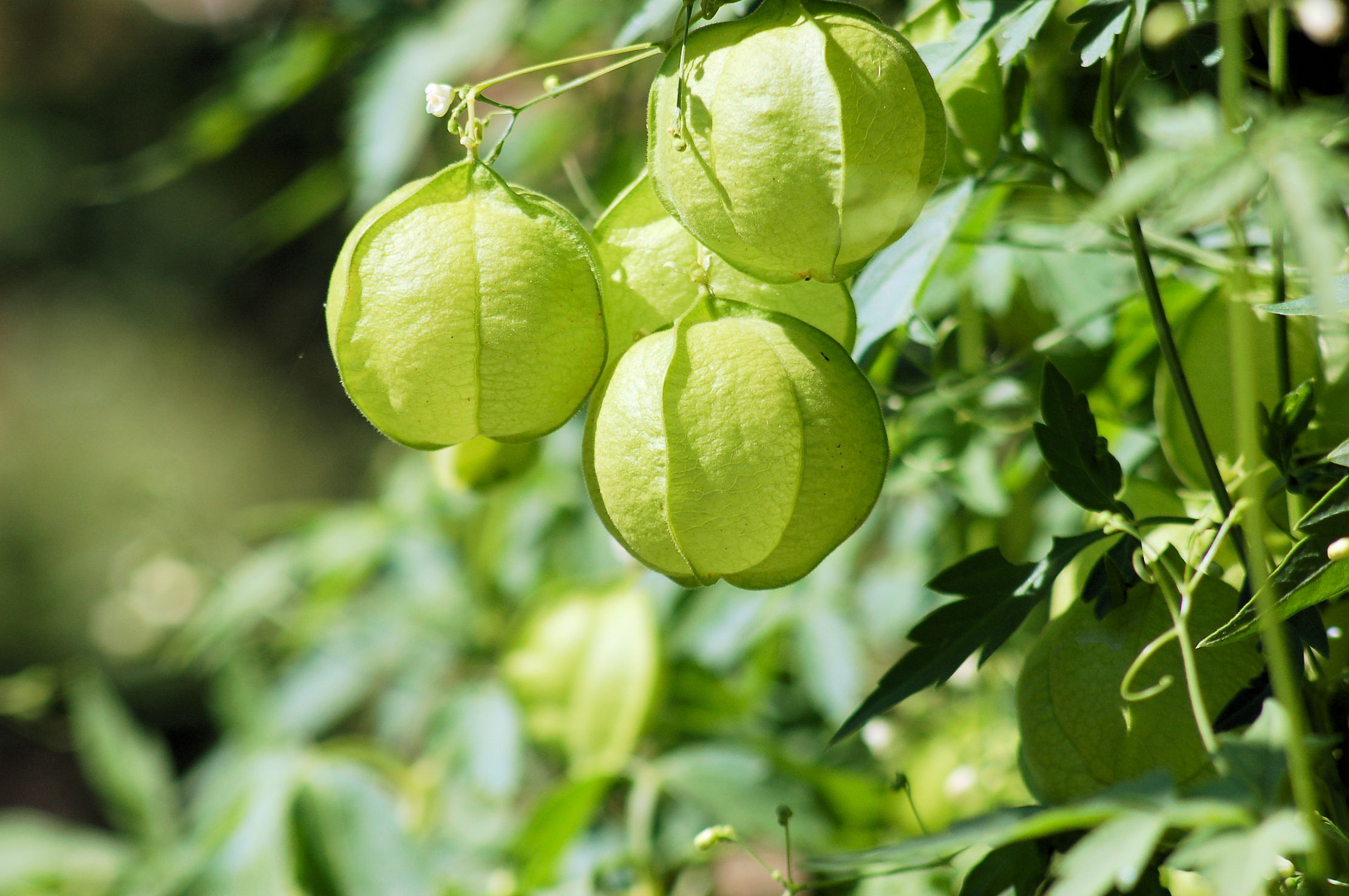 Seeds 10 Seeds Love In A Puff Balloon Vine Seeds Cardiospermum Halicacabum Tropical Flower Yellow White Blooms Serendipity Seeds Walmart Com Walmart Com