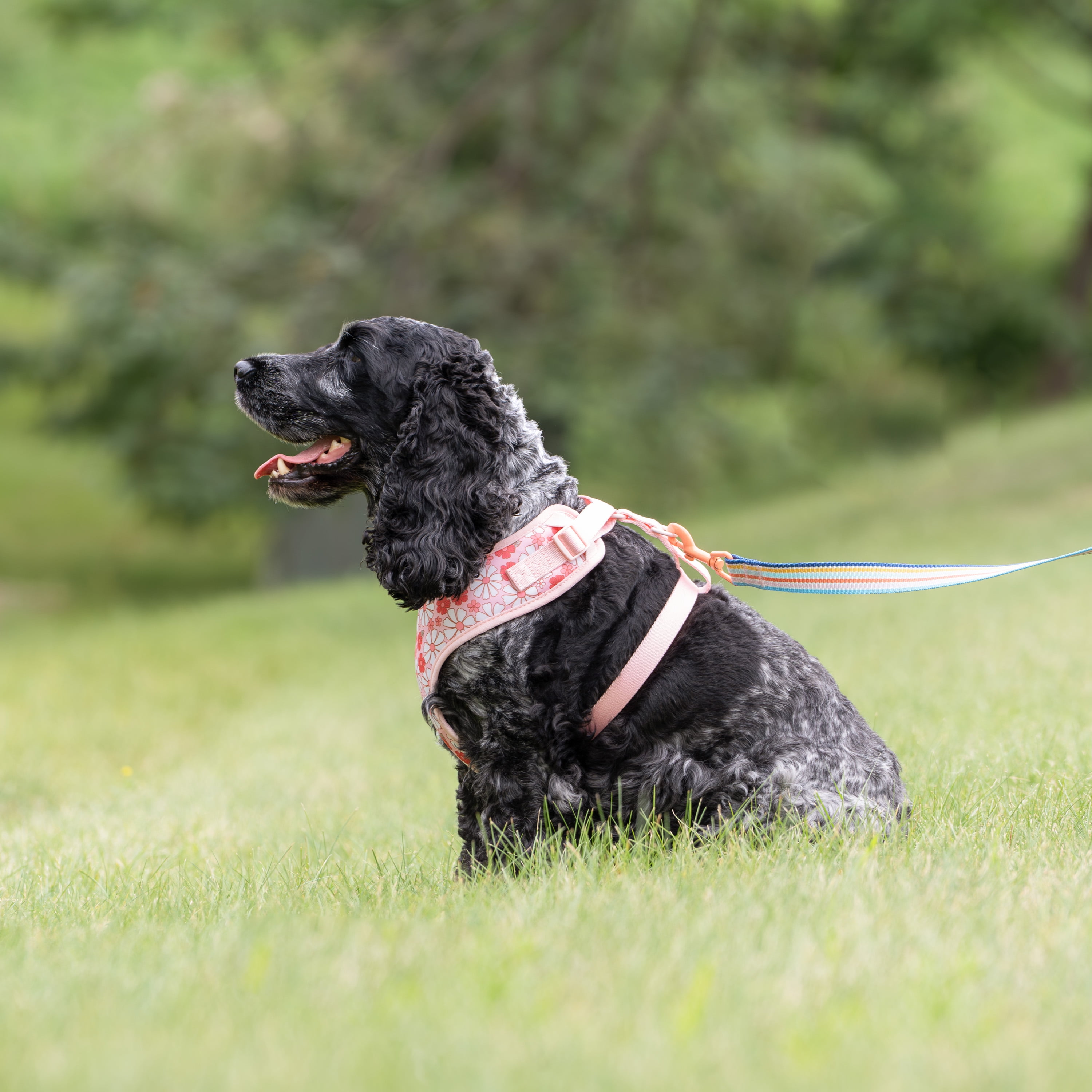 Vibrant Life Polyester & Spandex Floral Adjustable Dog Harness, Pink, Medium