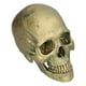 thumbnail image 2 of Modelo de calavera de Halloween Sincero de resina para decoración de fiestas, 2 of 10