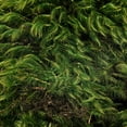 thumbnail image 4 of Vickerman Premium Green Mood Moss, Preserved, 4 of 7