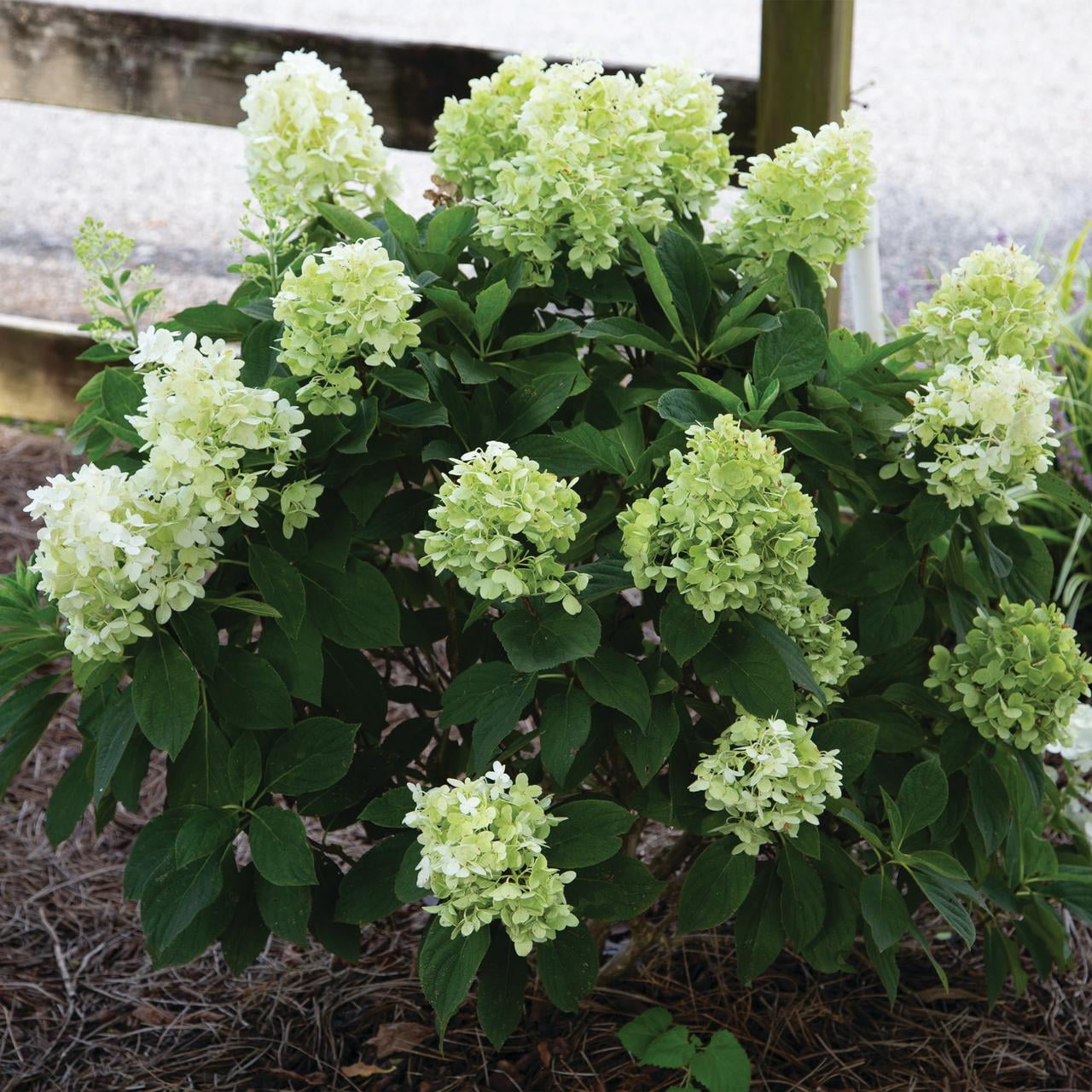 Southern Living Hydrangea White Wedding Live Shrub in 2-Gallon Grower Pot