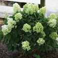thumbnail image 5 of Southern Living Hydrangea White Wedding Live Shrub in 2-Gallon Grower Pot, 5 of 11