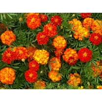seed kingdom Marigold Sparky Mixture Nice Garden Flower Bulk 10,000 Seeds