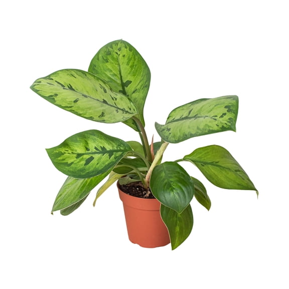 Homalomena 'Selby', 4" Pot, Indoor Houseplant, Easy Care, Live Plant for Indoor & Outdoor