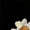 Black-2, variant on Women's Vintage White Wildflower Floral Graphic Short Sleeve Crew Neck T-Shirt Relaxed Fit Tees Tops