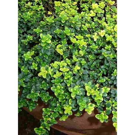 - Gold Lemon Thyme Plant - Bright Golden-Edged Leaves - Live Plant - 3