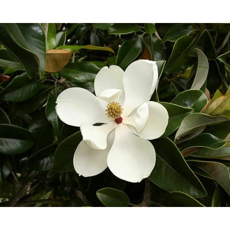 Magnolia Grandiflora - Southern Magnolia Tree