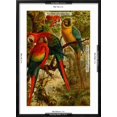 thumbnail image 5 of Art.com Macaws Art Print by F.W. Kuhnert, Black Frame Wall Art, 21" x 29", 5 of 5