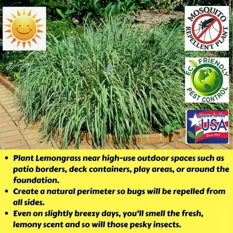 Clovers Garden 7" Green Lemongrass Mosquito repellent Live Plants in 3.5''  Grower Pots (2 Count)