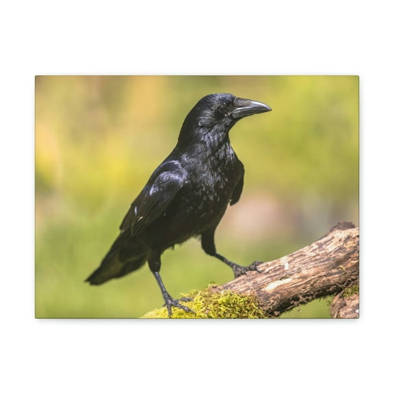 Majestic Crow Art Majestic Crow Print Animal Wall Art Wildlife Canvas Prints Wall Art Ready to Hang Unframed