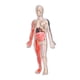 thumbnail image 5 of Modelo de cuerpo humano para niños Modelo de esqueleto Kit de ciencias interactivas para niños, figura de anatomía 3D brillo en oscuro para, 5 of 8