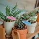 thumbnail image 4 of EeaseMX 100 piezas de plantas suculentas, sombrillas decorativas, elegantes accesorios de micropaisajismo, 4 of 7