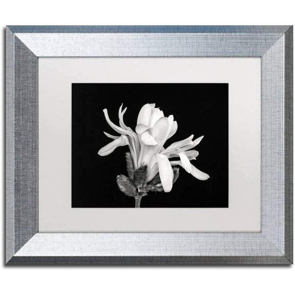 Trademark Fine Art 'Magnolia Flower' Canvas Art by Pierre Leclerc, White Matte, Silver Frame