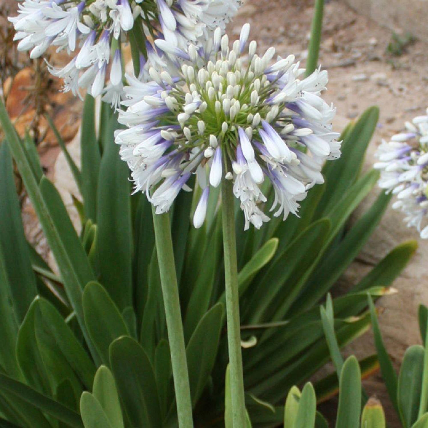 Southern Living Queen Mum Agapanthus 'Lily of the Nile' Live Shrub in 2.5-Quart Grower Pot