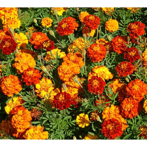 Marigold Sparky Mixture Nice Garden Flower by Seed Kingdom Bulk 1 Lb Seeds