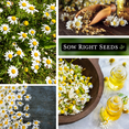 thumbnail image 4 of Roman Chamomile Seeds for Planting - Non GMO Heirloom Varieties for your Indoor Herb Garden - 4 Pack, 4 of 5