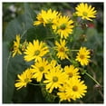 thumbnail image 4 of Everwilde Farms - 1 oz Cup Plant Native Wildflower Seeds - Gold Vault Bulk Seed Packet, 4 of 4