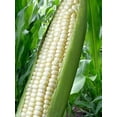 thumbnail image 4 of SCARBOROUGH SEEDS 25 SEEDS WHITE CORN (SILVER KING) HYBRID NON-GMO USA, 4 of 4