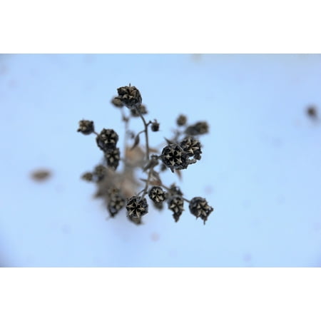 Dried Wildflower - LAMINATED POSTER Winter Weathered Dry Wildflower Withered Poster Print 24 x 36