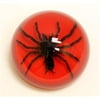 Ed Speldy East SS108 Large Dome Paper Weight with Real Tarantula in Acrylic Red Background