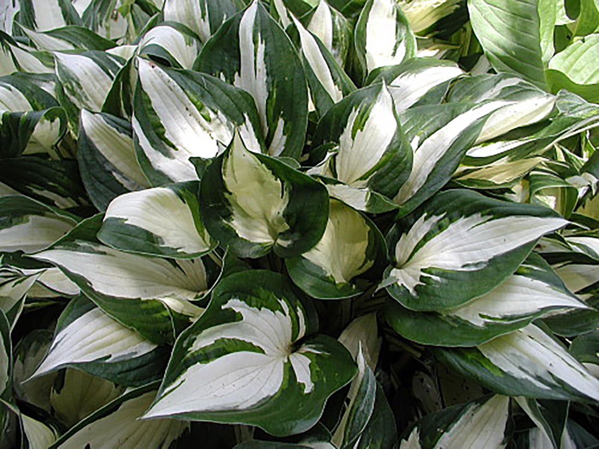 Fire And Ice Hosta Gallon Pot Walmart Com