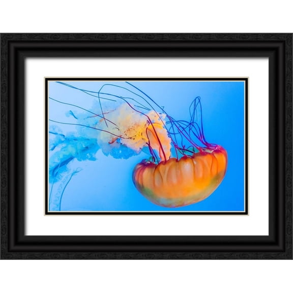 Miller, Anna 24x17 Black Ornate Wood Framed with Double Matting Museum Art Print Titled - Graceful Jellyfish in Aquarium