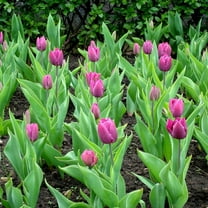 Spring Lavender Trophy Tulips, 10 Bulbs - Purple Flowers - Attracts Bees & Butterflies - Spring Blooming, Easy to Grow & Maintain