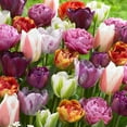thumbnail image 1 of TASC Flower Bulbs - Tulip  Assorted (16 Bulbs), 1 of 1