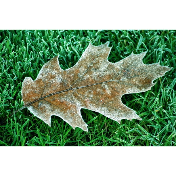 Frozen Hoarfrost Oak Leaves Winter Oak Tree Leaf 12 Inch By 18 Inch Laminated Poster With Bright Colors And Vivid Imagery Fits Perfectly In Many Attractive Frames Walmart Com Walmart Com