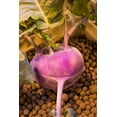 thumbnail image 4 of Clay Pebbles Hydroton Original, 10 L, ligero, Alemania, 4 of 6