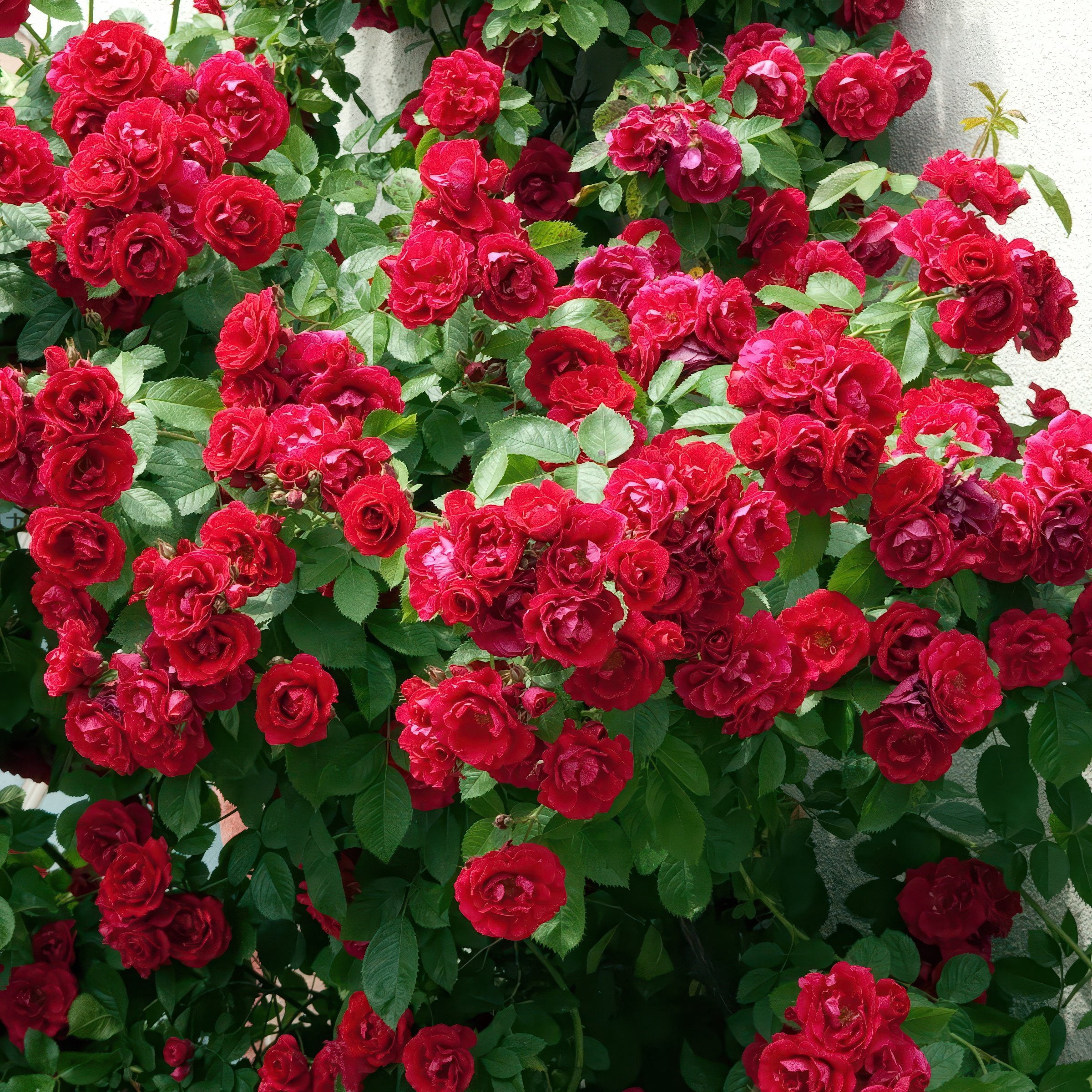 National Plant Network Bare Root Rose Climbing Blaze with Red Flowers (5-pack)