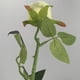 thumbnail image 3 of XmhyTop 10 rosas artificiales de tallo largo, rosas de seda falsas para ramo de boda, decoración del hogar (blanco), 3 of 4