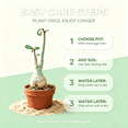 thumbnail image 5 of Desert Rose, Low Maintenance - Easy Grow - Ideal for Beds Borders, Plant Pots & Planters, 5 of 5
