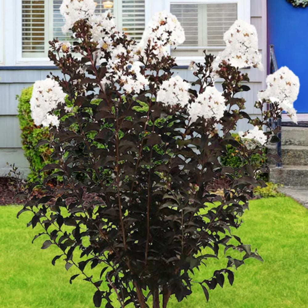 Black Diamond Blooms 1.5- 2 ft tall Crystalline Crape Myrtle Live Tree in 3-Gallon Grower Pot